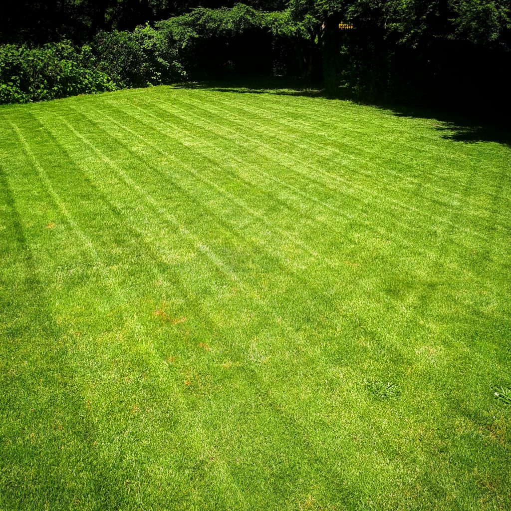 When should you water your lawn?